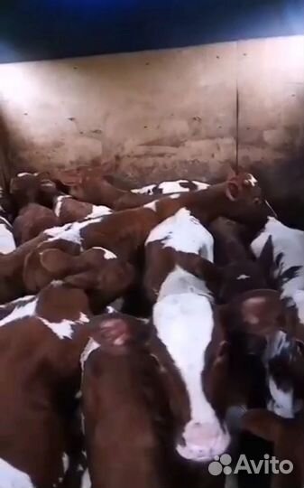 Телята бычки