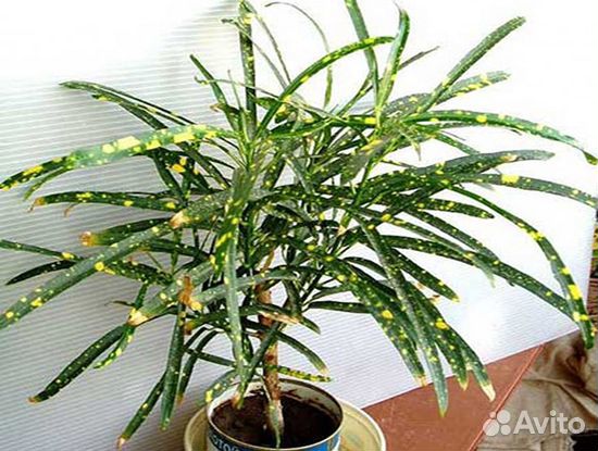 Продам цветы