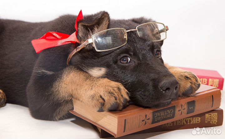 Восточноевропейская овчарка