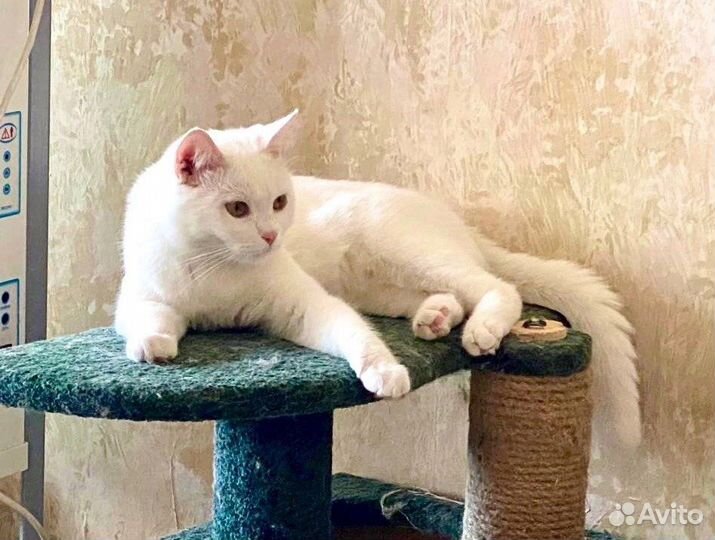 Очаровательный Зефирка в поисках дома