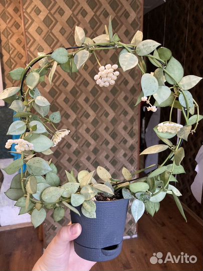 Хойя лакуноза эскимо сильвер