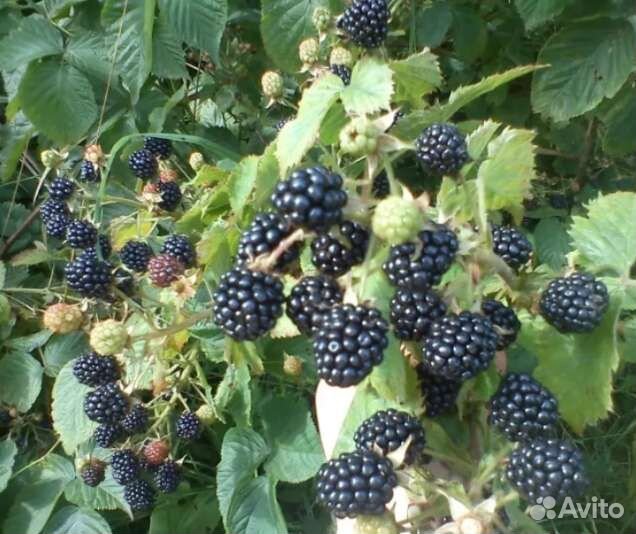 Саженцы ежевики