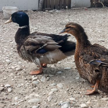 Руанская утка