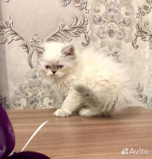 Персидские котята