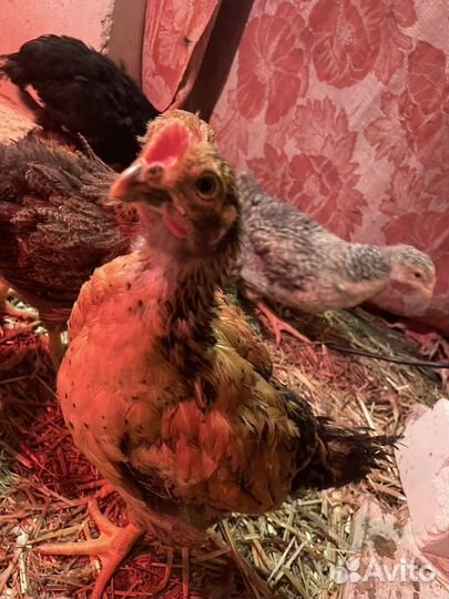 Цыплята кучинские