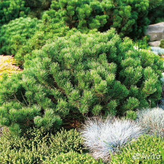 Сосна горная мугус и пумилио