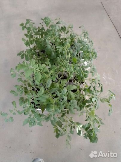 Рассада помидор