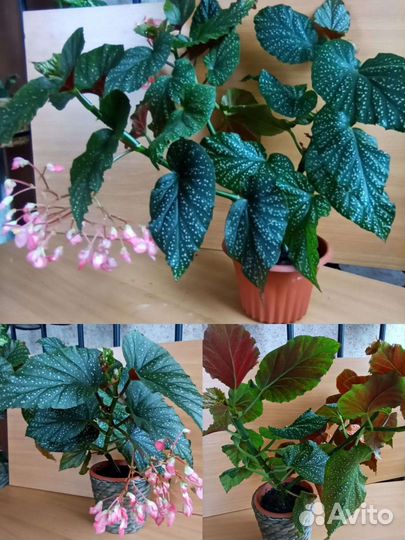 Бегония пятнистая