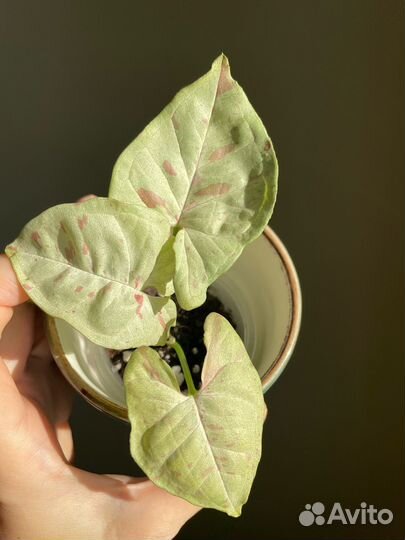 Пикси,микрофилла,Эльдорадо,Керли,Вианди