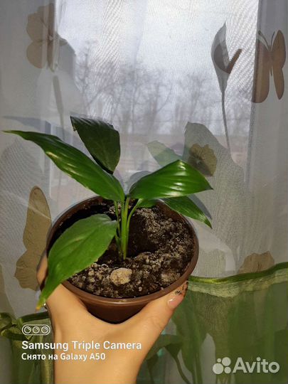 Спатифилум