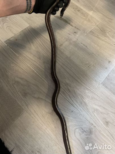 Калифорнийская змея