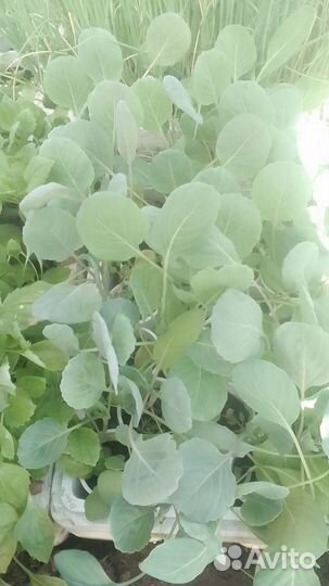 Капуста рассада