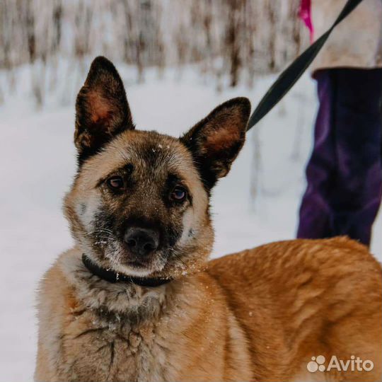 Ник из приюта Щербинка