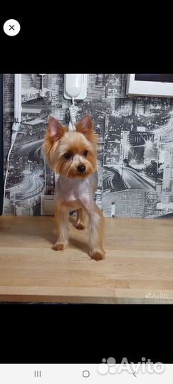 Стрижка собак и кошек