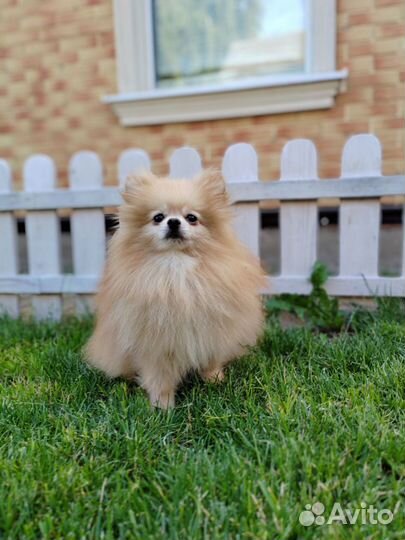 Померанский шпиц, мини мальчик