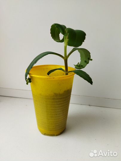 Каланхоэ лечебное Дегремона