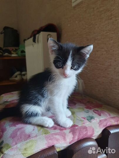 Отдам котят бесплатно