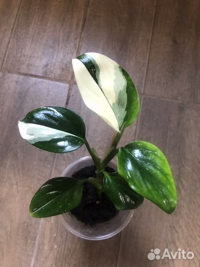 Филодендрон в ассортименте