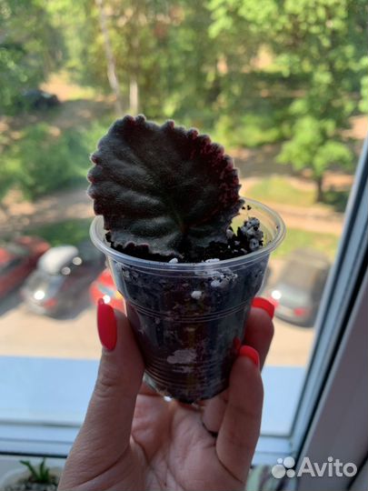 Фиалка Dolores raspberry sundae