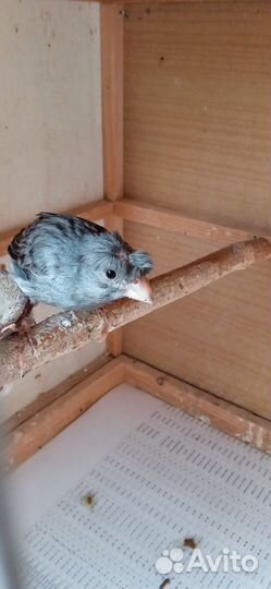 Кенар певчий