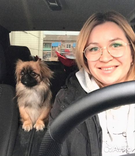 Вязка пекинес