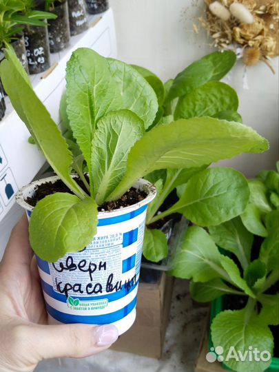 Пекинская капуста (10 шт) с зкс