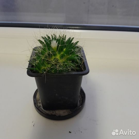 Кактус цветущий