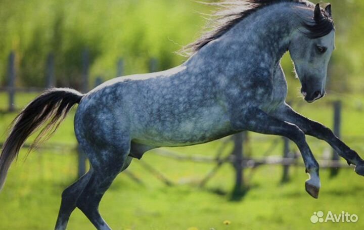 Навоз бесплатно