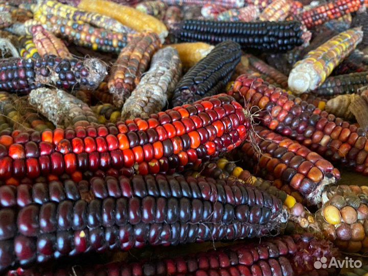 Кукуруза