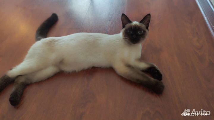 Сиамский котёнок ищет дом