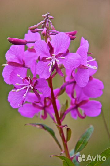 Кипрейиванчай 2023