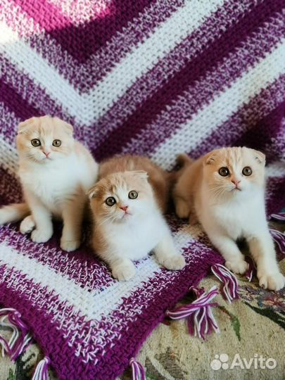 Шотландские котодетки