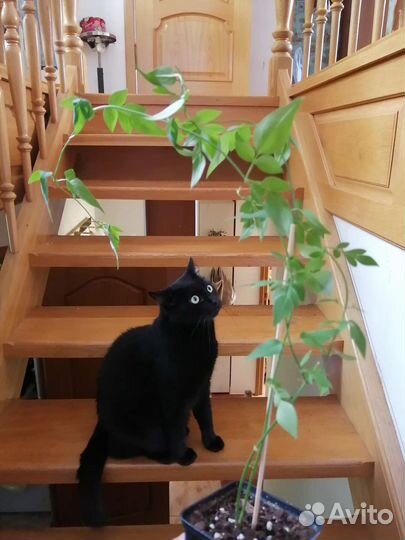 Жасмин комнатный Биса