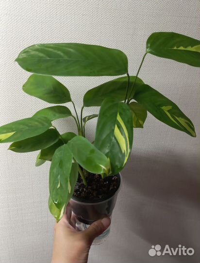 Ктенанта лубберса