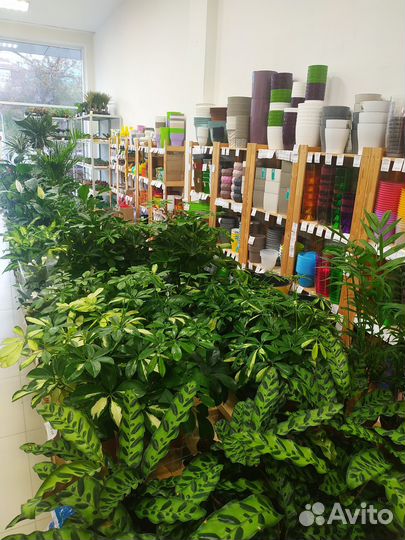 Цветы комнатные огромный выбор