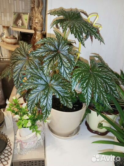 Бегония Грифон