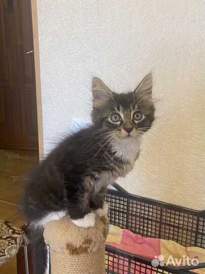 Котята ищут дом