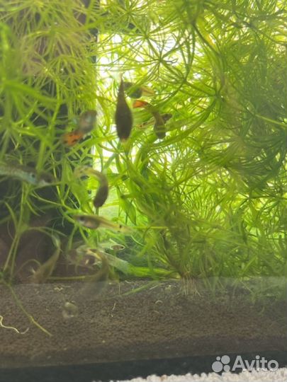 Аквариумные рыбки гуппи