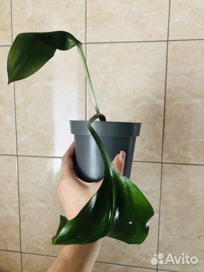 Эухарис амазонская лилия