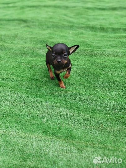 С Р О Ч Н О мини девочка той терьера