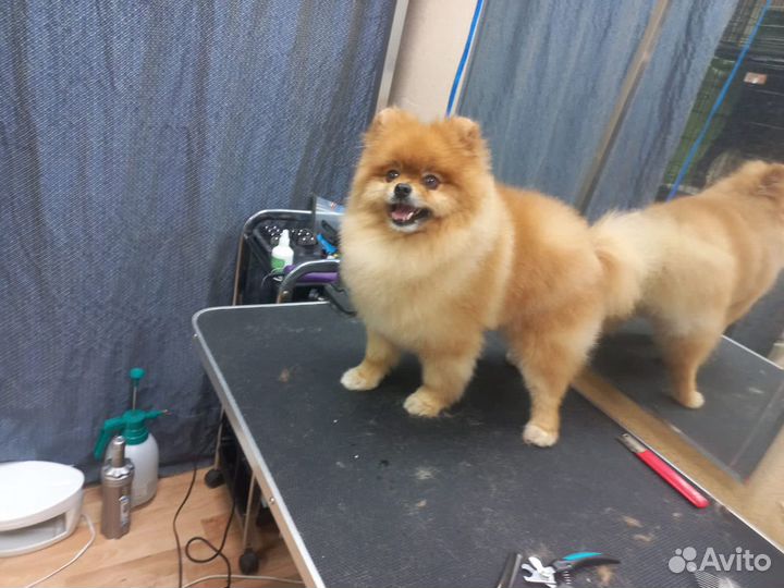 Стрижка кошек и собак