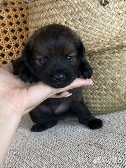 Щенята от мальтипу