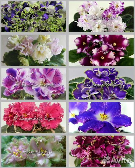 Детки сортовых фиалок