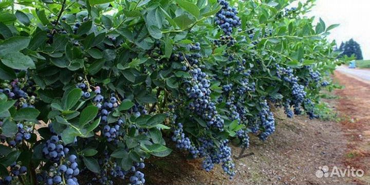 Саженцы голубика 