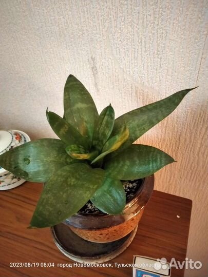 Сансевиерия