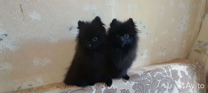 Померанский шпиц