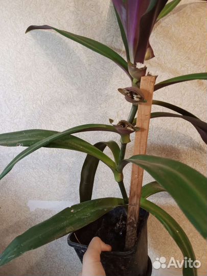 Традесканция цветущая