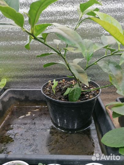 Павловский лимон