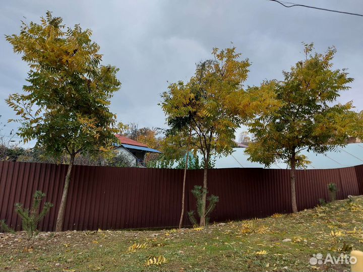 Ореховое дерево Пекан и эвкалипт австралийский