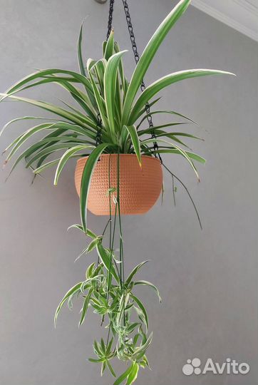 Хлорофитум